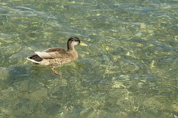 Pato Nadando Lago — Foto de Stock