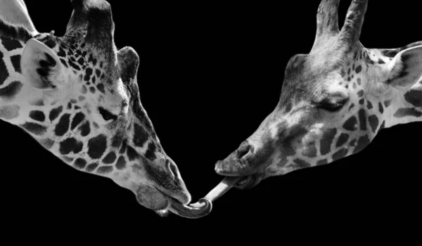 Dois Beijos Girafa Fundo Escuro — Fotografia de Stock