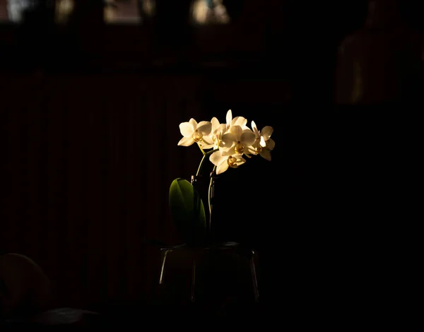 玻璃壶里的一束美丽的白花 — 图库照片