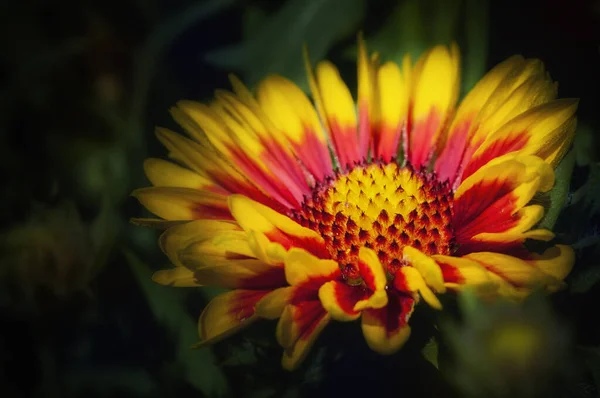 庭で栽培された美しい黄色と赤の毛布の花 — ストック写真