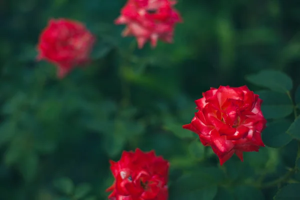Ένα Κοντινό Πλάνο Ανθισμένα Κόκκινα Τριαντάφυλλα Ένα Πάρκο — Φωτογραφία Αρχείου