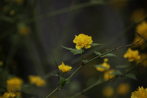 Egy Közeli Felvétel Sárga Japán Kerria Virágokról Sötét Homályos Háttérrel — Stock Fotó