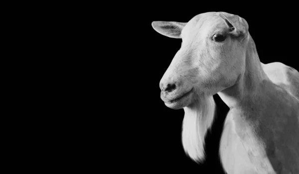 Schattig Wit Boerengeitengezicht — Stockfoto