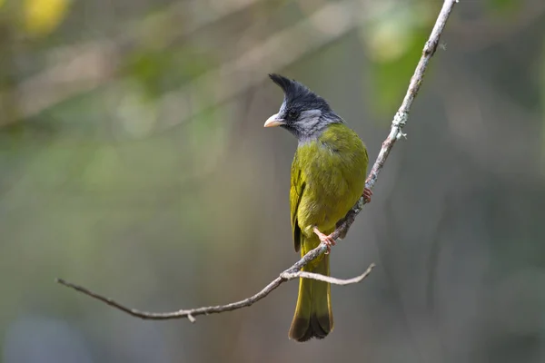 crested yellow bird with black crest perching
