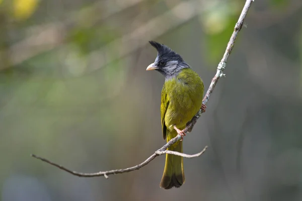 Uccello Giallo Crestato Con Stemma Nero Appollaiato — Foto Stock