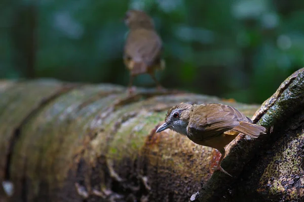 cute bird  on a tree stump and log  Abbot\'s Babbler
