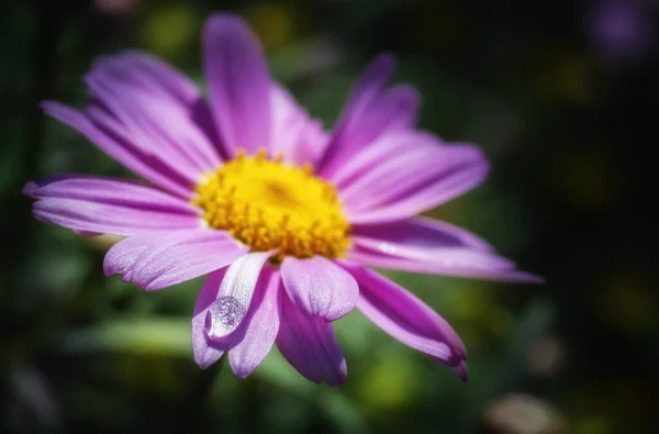 Hermoso Pyrethrum Púrpura Cultivado Jardín —  Fotos de Stock