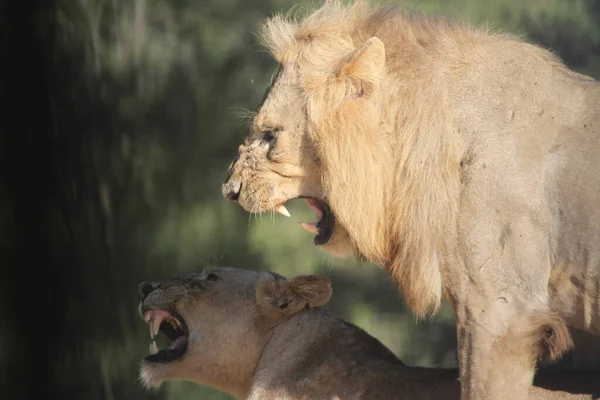 Ein Paar Löwen Freier Wildbahn Vor Verschwommenem Hintergrund — Stockfoto