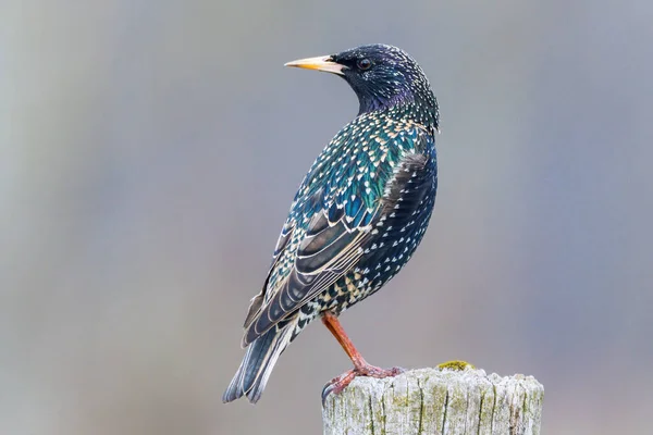 Poserande Starling Stolpe — Stockfoto