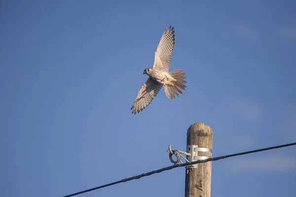 American Kestrel Falco Sparverius Flying Blue Sky — Stock Photo, Image
