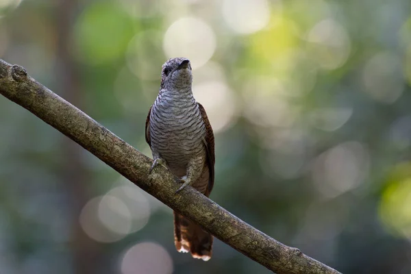 Verschiedene Parasitäre Züchter Kuckucksvögel — Stockfoto