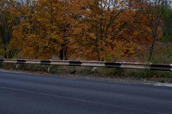 Eine Straße Führt Den Herbstlichen Garten — Stockfoto