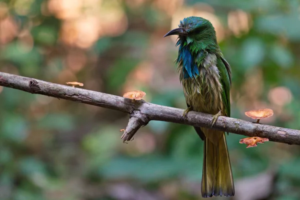 Πράσινο Πουλί Μπλε Γενειάδα Κυνήγι Για Σφάλματα Και Σκαθάρια Για — Φωτογραφία Αρχείου