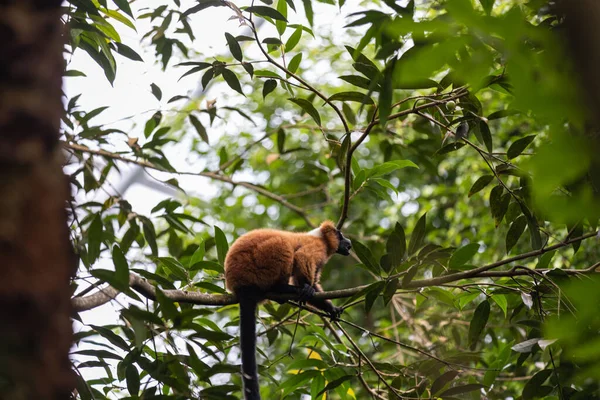 Una Vista Panorámica Lémur Una Rama Árbol Zoológico —  Fotos de Stock