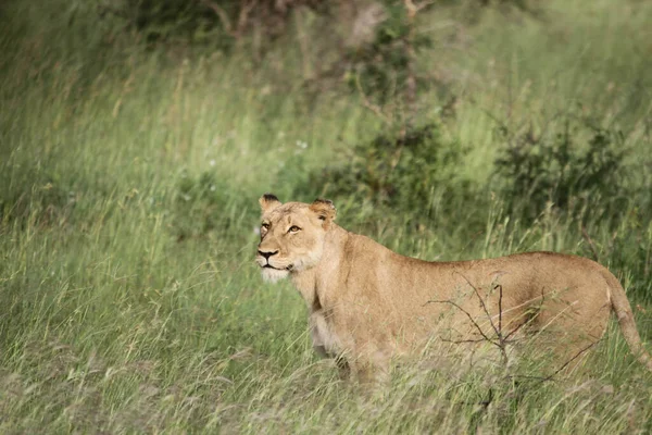 Een Vrouwelijke Leeuw Grassen Het Wild — Stockfoto