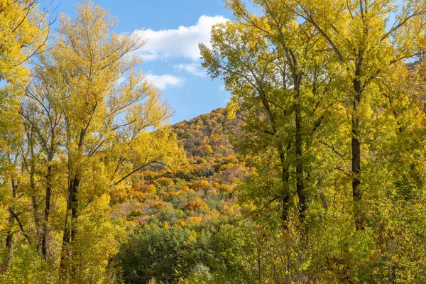 Krásná Podzimní Krajina Lesa Hor Žlutého Listí — Stock fotografie
