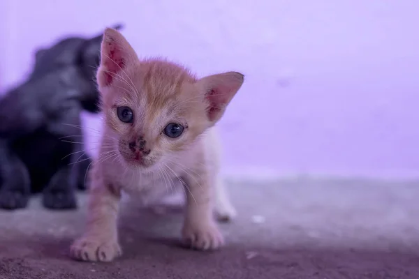 Gatito Adorable Con Ojos Azules — Foto de Stock