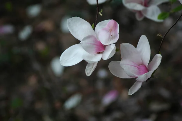 Primo Piano Fiori Magnolia Con Petali Rosa Chiaro — Foto Stock