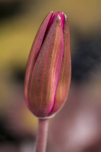 Een Verticale Macro Shot Van Een Roze Tulp Met Gesloten — Stockfoto