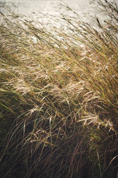 Zbliżenie Trawy Polu Kołyszącej Się Wietrze — Zdjęcie stockowe