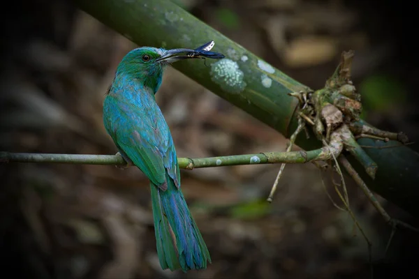 Oiseau Vert Avec Chasse Barbe Bleue Pour Les Insectes Les — Photo