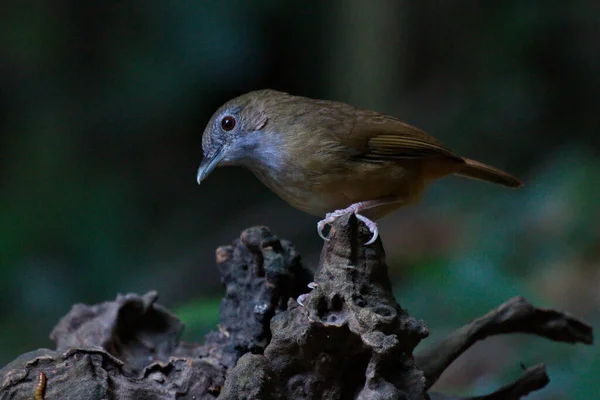 Ładny Ptak Pniu Drzewa Zalogować Abbot Babbler — Zdjęcie stockowe