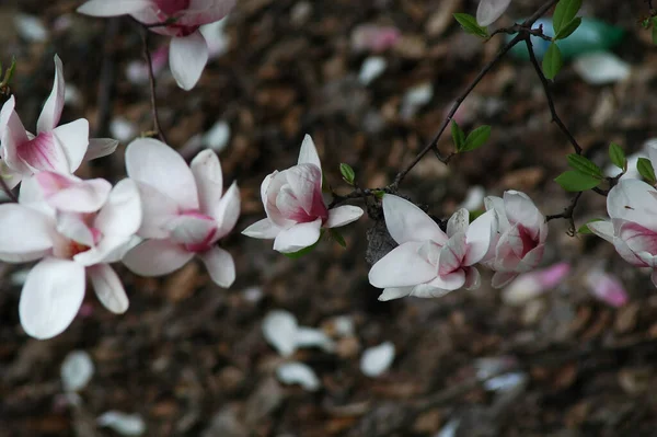Όμορφα Ροζ Λουλούδια Magnolia Καλλιεργούνται Στο Πάρκο — Φωτογραφία Αρχείου