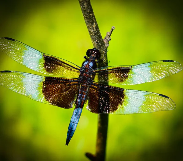 Tiro Macro Uma Bela Libélula Empoleirada Galho Natureza Dia Ensolarado — Fotografia de Stock