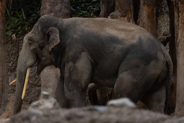 Énorme Éléphant Dans Zoo Extérieur — Photo