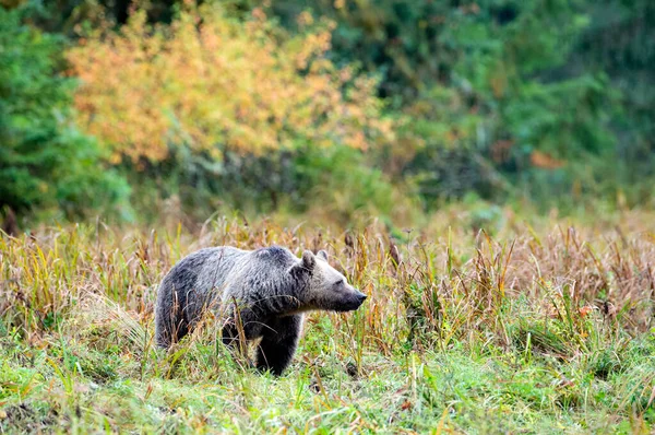 Grande Orso Grizzly Glendale Cove Knight Inlet Canada — Foto Stock