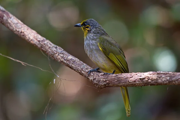 Una Collezione Bellissimi Uccelli Bulbul — Foto Stock