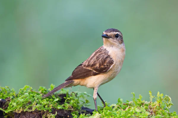 Petit Oiseau Brun Mignon Sur Billot Mousseux — Photo