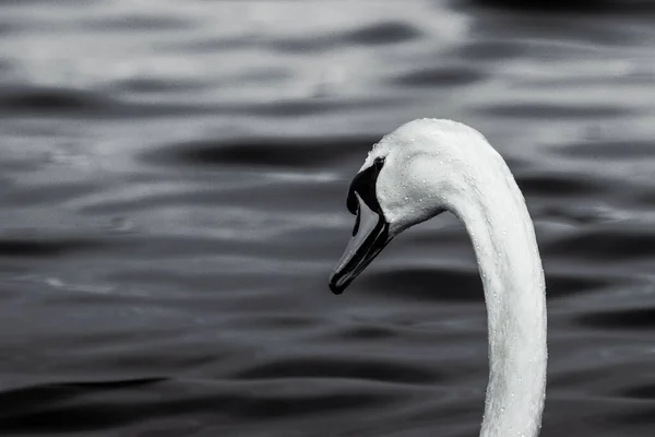 Cygne Sur Lac Blankensee Allemagne Noir Blanc — Photo