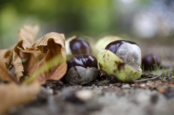 Close Castanhas Fundo Desfocado — Fotografia de Stock