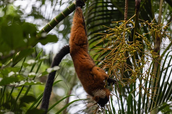 動物園の木の枝から吊るされたキツネザルの風景 — ストック写真