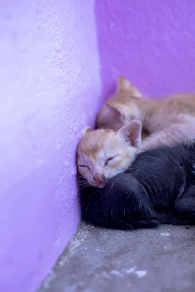 Bedårande Kattungarna Sover Nära Vägg — Stockfoto