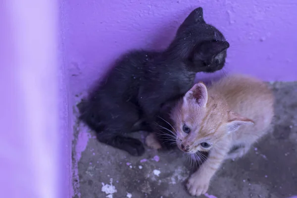 Die Entzückenden Kätzchen Der Nähe Einer Mauer — Stockfoto