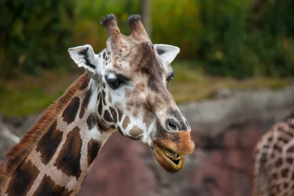 Retrato Uma Girafa Zoológico — Fotografia de Stock