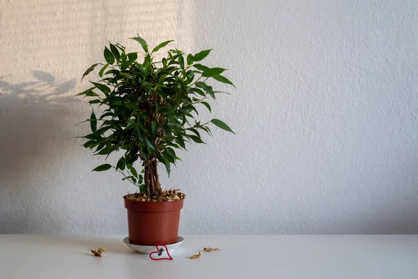 花瓶の植物 — ストック写真