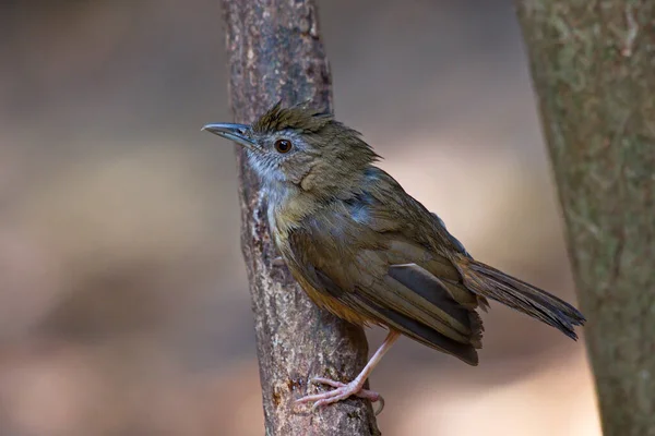 Niedlicher Vogel Auf Baumstumpf Und Baumstamm Abt Babbler — Stockfoto