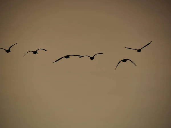 Ein Schwarm Vögel Fliegt Hoch Den Himmel Einem Düsteren Tag — Stockfoto