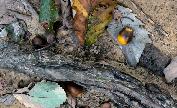 Detailní Záběr Žaludy Podzimními Listy Starými Kořeny — Stock fotografie