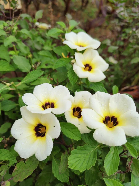 Вертикальный Снимок Белых Красивых Цветов Растущих Природе — стоковое фото