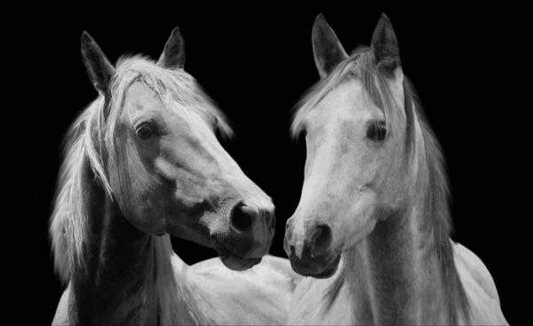 Niedliches Paar Pferd Nahaufnahme Gesicht — Stockfoto
