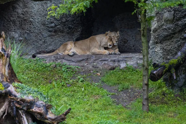 Ein Malerischer Blick Auf Löwen Wald Die Sich Auf Den — Stockfoto
