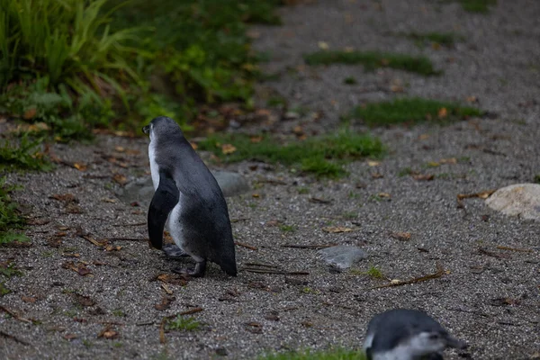 Petit Pingouin Magellan Marchant Dans Zoo — Photo