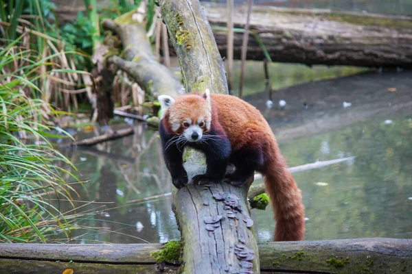 Słodka Czerwona Panda Lodzie Nad Stawem — Zdjęcie stockowe