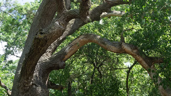 Une Belle Vue Sur Vieil Arbre Vert Avec Longues Branches — Photo