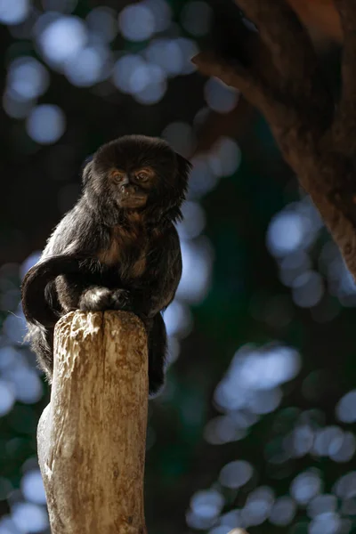 Disparo Vertical Del Mono Goeldi Sobre Poste Madera Zoológico Con — Foto de Stock