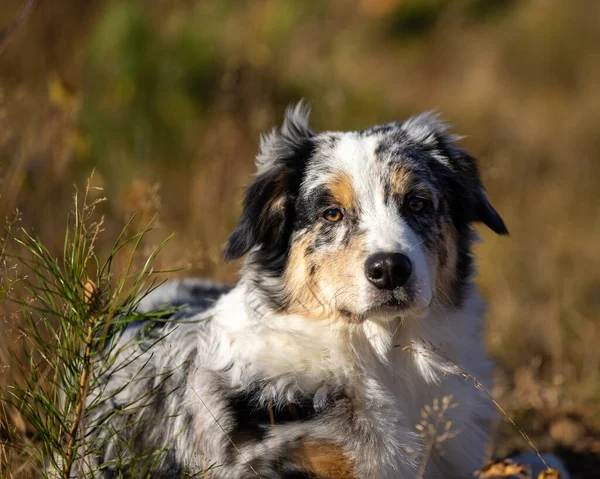 Zbliżenie Strzał Piękny Pies Australijski Siedzi Patrzy Owczarek Australijski — Zdjęcie stockowe